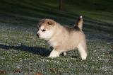 ALASKAN MALAMUTE 623